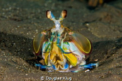 Color from the sand. This Mantis Shrimp checks out its su... by Douglas Klug 